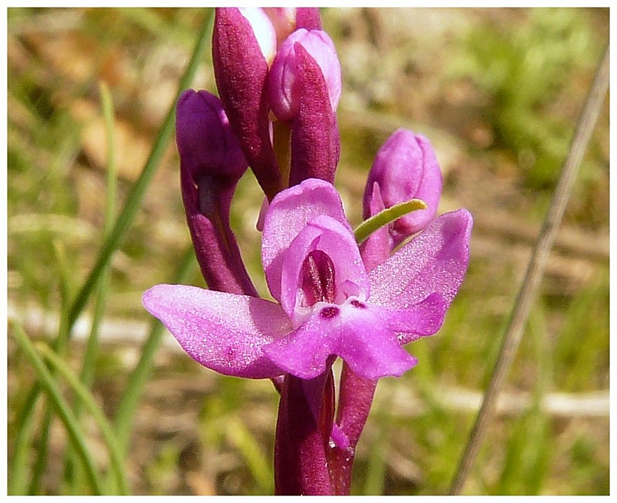 Orchis quadripunctata